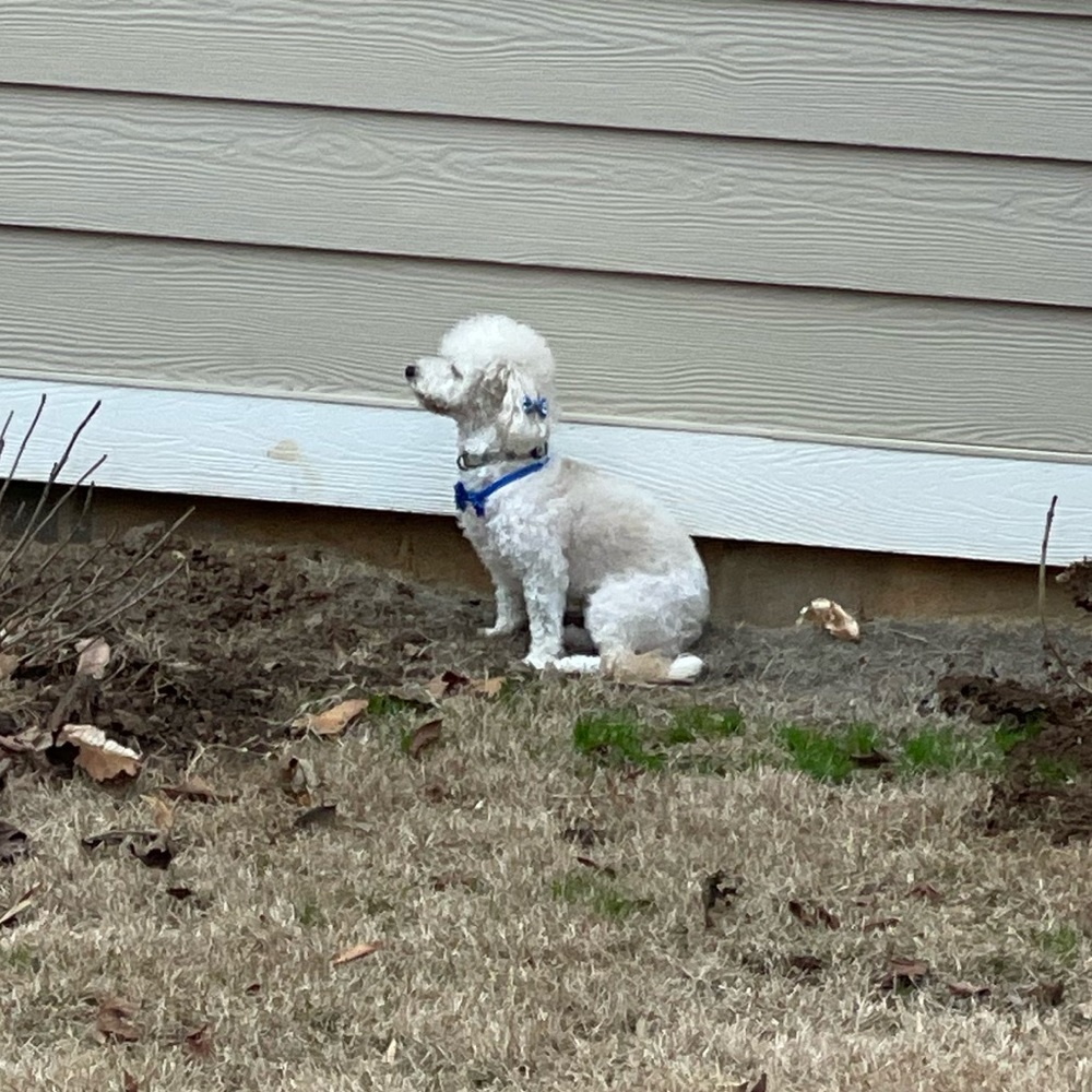 Meet your Posher, Cheli